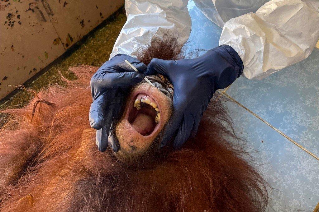Ujian swab Covid-19 orang utan dijalankan oleh ahli veterinar Jabatan Hidupan Liar Sabah berpakaian lengkap selepas kakitangan pusat rehabilitasi haiwan itu disahkan positif. Gambar: AFP