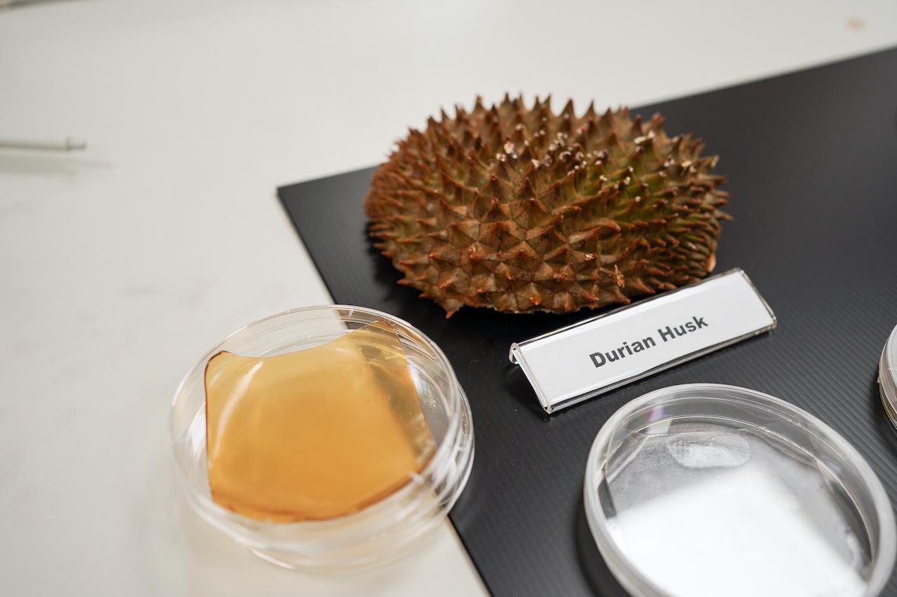 A durian husk and a petri dish containing a cellulose hydrogel sheet made out of durian husk with yeast phenolics are seen in Singapore, Sept 16. Photo: Reuters