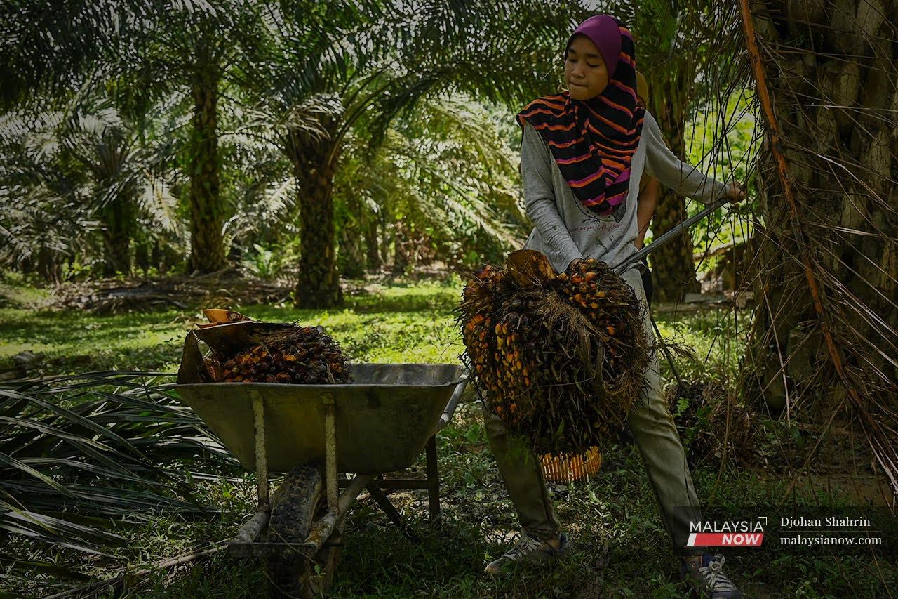 Nor Syazwani Norazaman regularly works side by side with her male relatives at her grandfather's oil palm plantation in Jelebu, Negeri Sembilan.