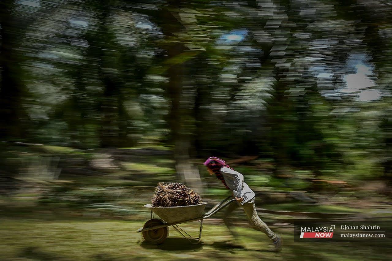 Nor Syazwani Norazman, 20 menolak buah sawit yang dikutip ke dalam kereta sorong untuk dikumpulkan disatu tempat sebelum dipungut lori di Felda Pasoh Empat, Jelebu.