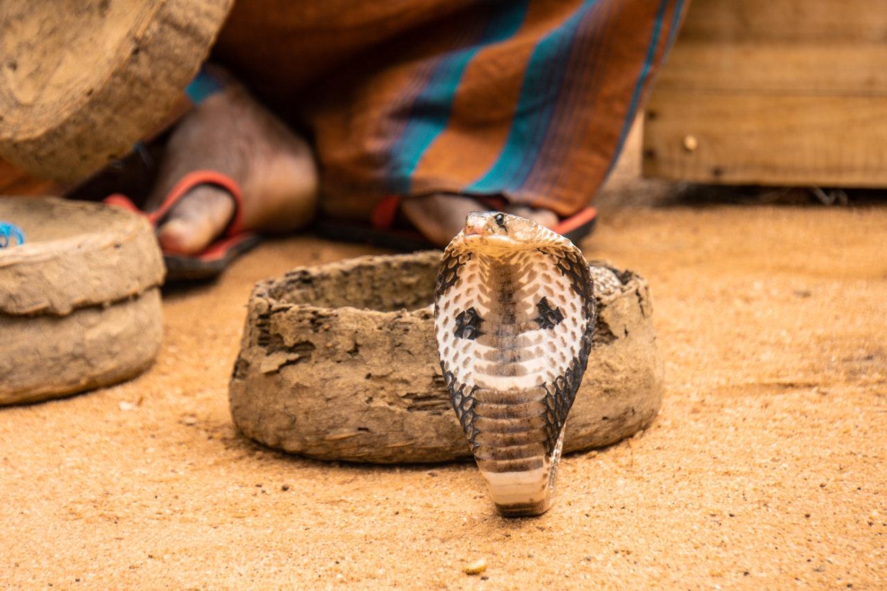 Sooraj Kumar killed his wife by setting a viper on her and then throwing a cobra at her. Photo: Pexels