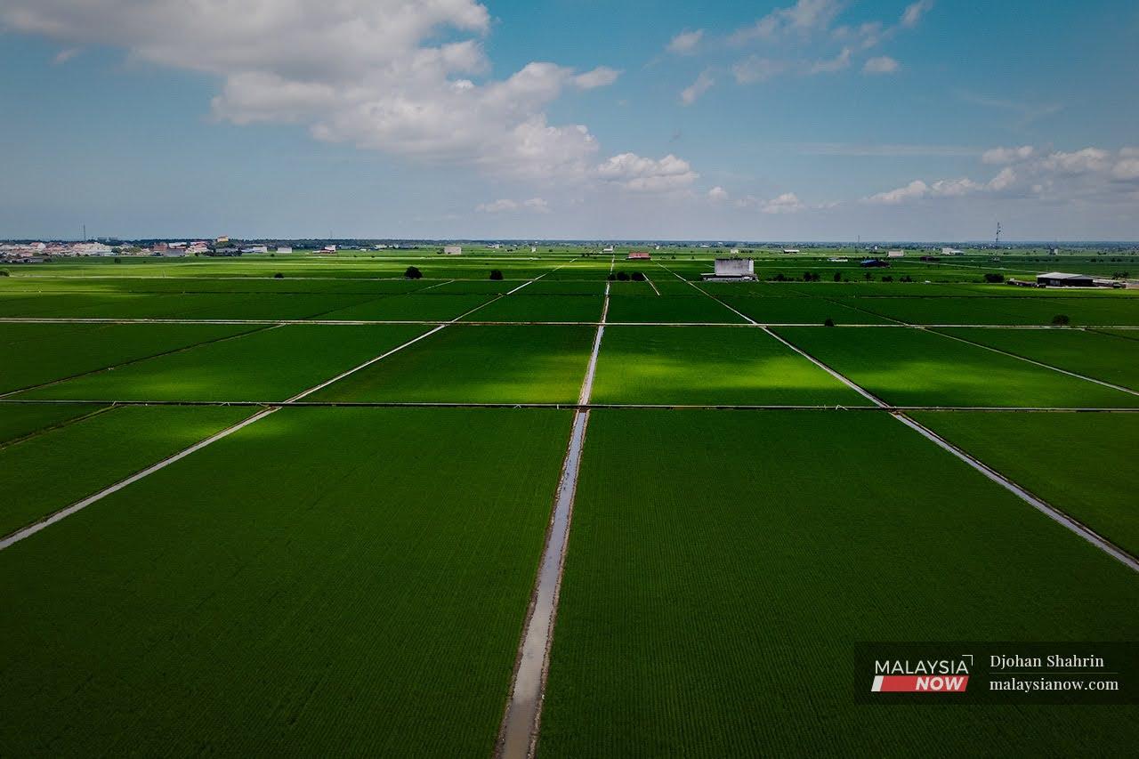Green fields of padi stretch towards the horizon in this aerial shot of an area in Sekinchan, Kuala Selangor, one of Malaysia's major rice producers.