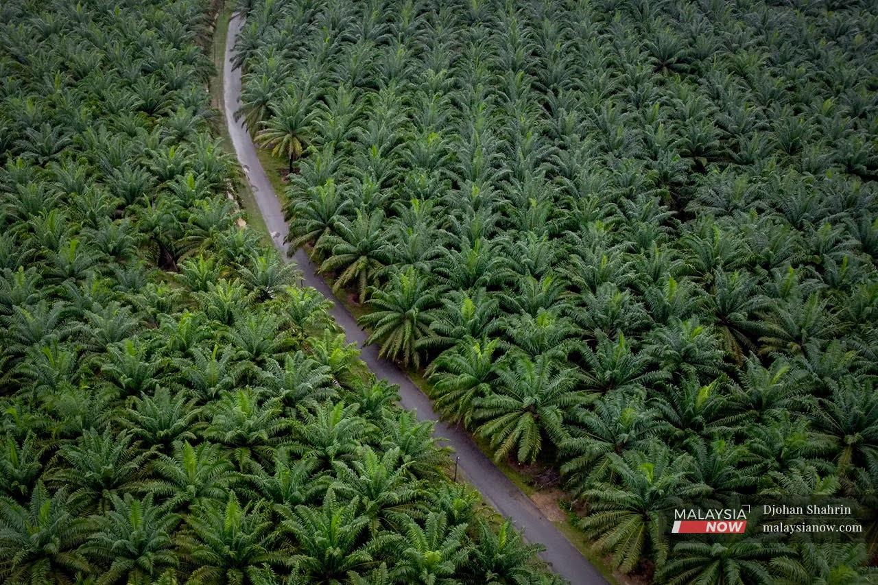 Pandangan dari udara ladang kelapa sawit Felda Pasoh 4, Jelebu, Negeri Sembilan. Malaysia masih mengekalkan eksport minyak sawit diproses bagi pasaran dunia.