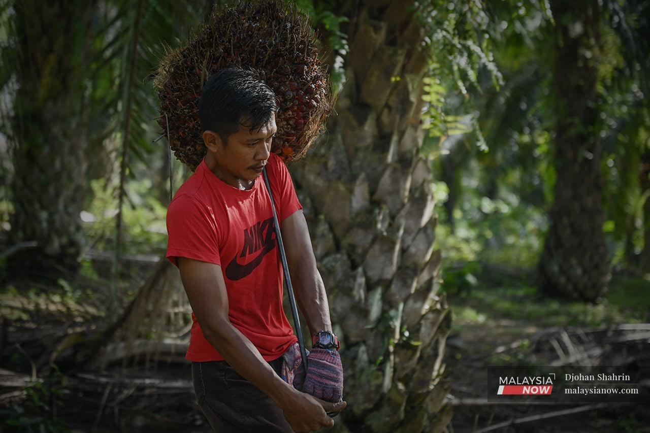 Seorang pekerja ladang sawit mengangkat buah kelapa sawit yang dipetik di Felda Pasoh 4, Jelebu.