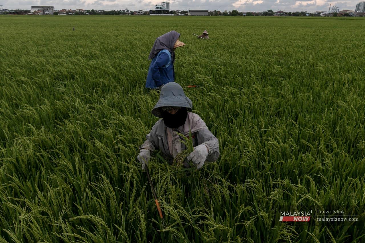 Some 55,000 farmers in Kedah are struggling to meet challenges including a lack of seed supply for the production of rice.