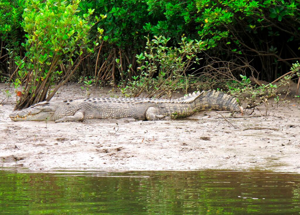 In this June 29, 2015, photo, a crocodile rests on the shore along the Daintree River in Daintree, Australia. Saltwater crocodile numbers have exploded since they were declared a protected species in 1971, with recent attacks reigniting debate about controlling them. Photo: AP