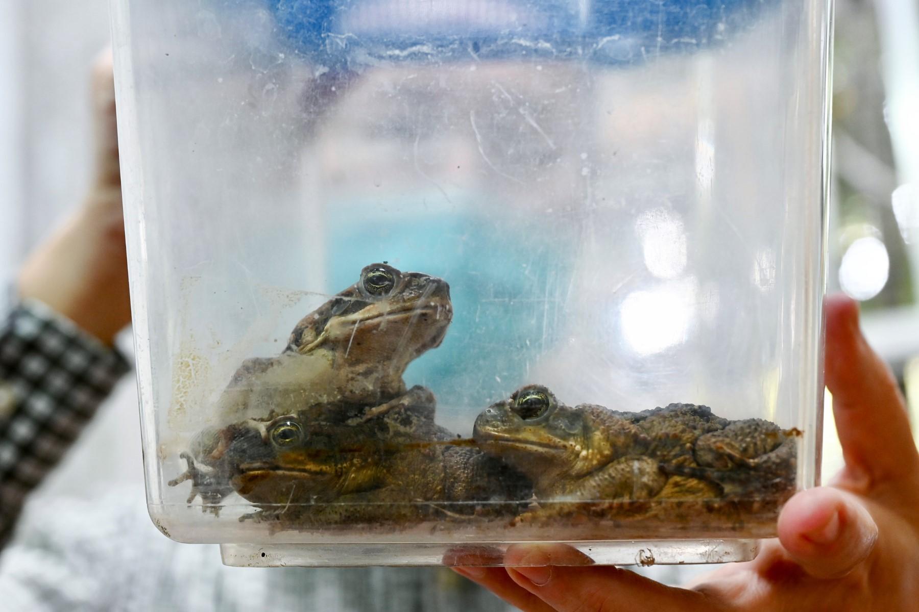 This picture taken on Nov 24, shows a container of cane toads at the government-run Endemic Species Research Institute in Nantou County. Photo: AFP