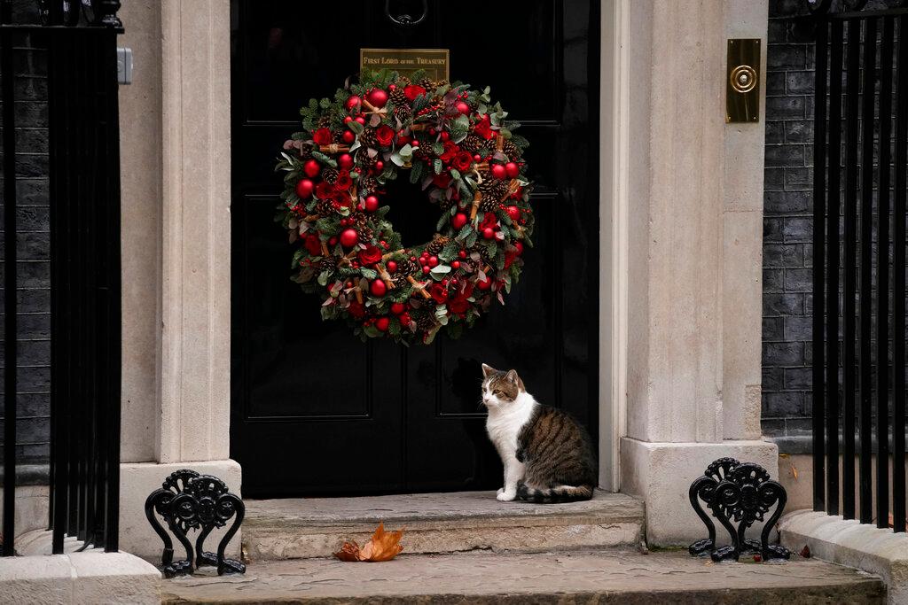 Larry the Cat, Britain's Chief Mouser to the Cabinet Office, stands by a Christmas wreath hanging on the door of the official residence of British Prime Minister Boris Johnson at 10 Downing Street, in London, Dec 8. Photo: AP