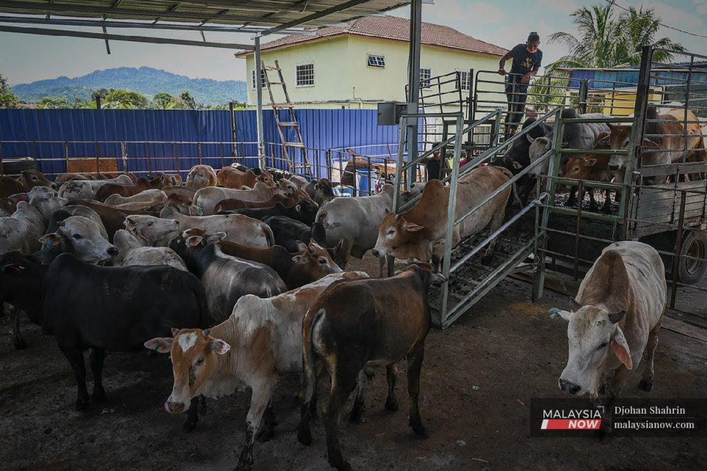 Binatang ternakan seperti lembu, kambing, ayam dan ikan menjadi antara mangsa banjir yang melanda negara sejak dua minggu lalu.