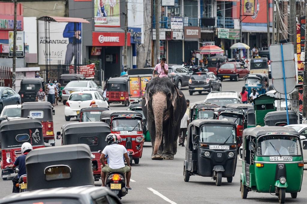A mahout rides an elephant among the traffic down a street in Piliyandala, a suburb of Sri Lanka's capital Colombo on Sept 27, 2020. Sri Lanka has benefited from billions of dollars in soft loans from China but the island nation is currently in the midst of a foreign exchange crisis placing it on the verge of default, according to analysts. Photo: AFP
