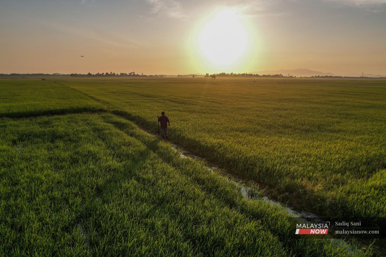 A farmer in Kampung Alor Senibong in Langgar, Kedah, gets an early start to the day, heading out to his fields at sunrise.