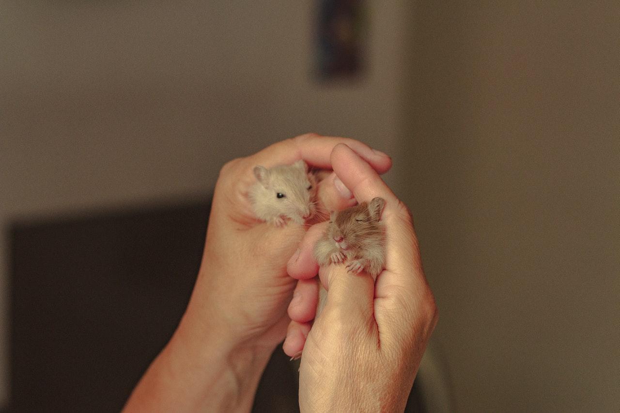 Health authorities in Hong Kong have urged pet owners to practise good hygiene, including by washing their hands after touching the animals and not kissing them. Photo: Pexels