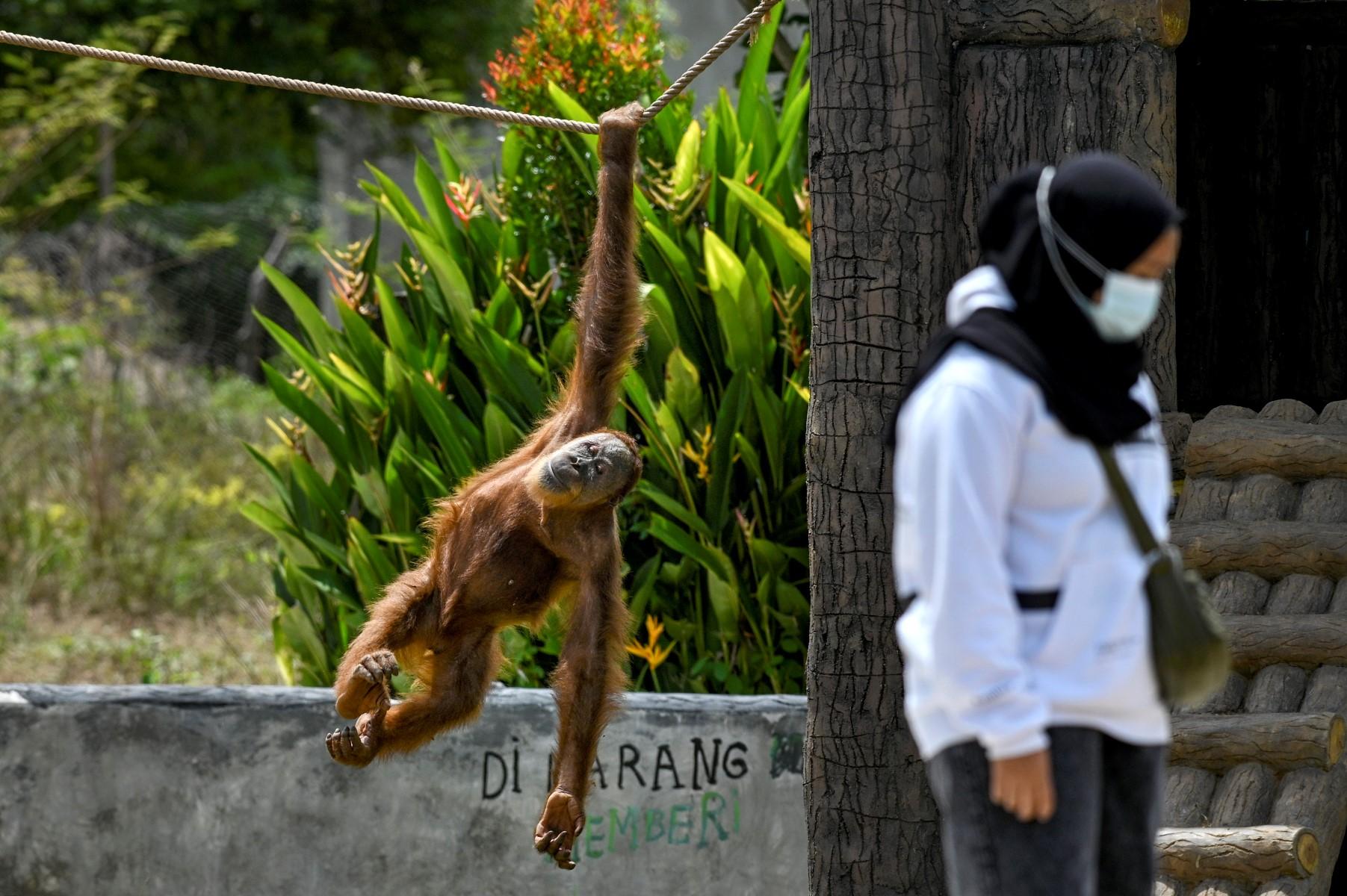 A Sumatran orangutan swings on a rope near a visitor at the safari park and zoo in Jantho, Aceh province on Oct 10, 2021. Photo: AFP