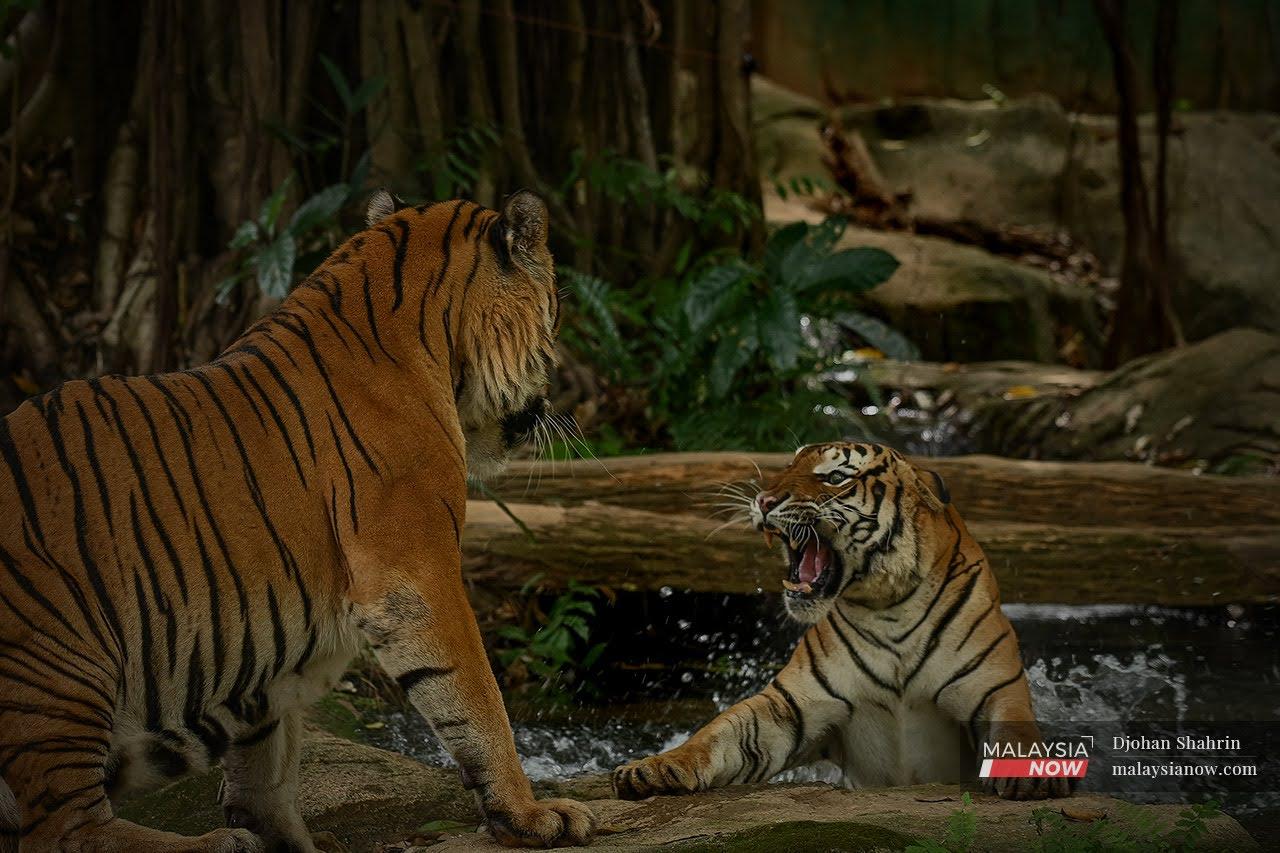 A Malayan tiger snarls at another in their enclosure at Zoo Melaka. Research by WWF experts published by Cambridge University says selective logging may help improve tiger habitat, and that urgent research is needed into their ecology and prey in logged areas.