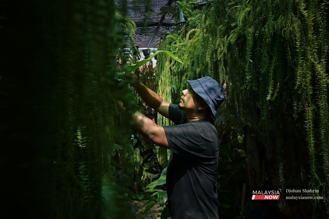 Suzairi Zakaria tends to some of his plants which include several species which he managed to save from logging activities in the state.
