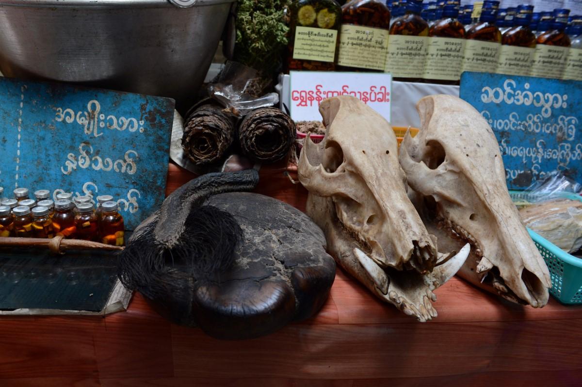In this photograph taken on Jan 19, 2017, an elephant's tail and foot, and wild boar skull, is displayed for sale at the traditional medicine shop at the grounds of Golden Rock pagoda in Mount Kyaikhteeyoe, Myanmar. Photo: AFP