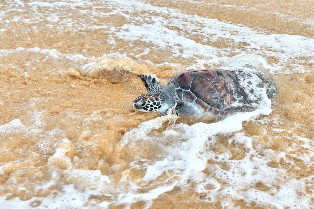 An adult turtle is released into the sea in conjunction with the Terengganu Turtle Awareness Month at Pantai Rantau Abang in Dungun today. Photo: Bernama