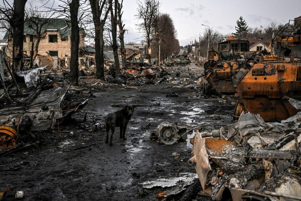 A dog stands between destroyed Russian armored vehicles in the city of Bucha, west of Kyiv, on March 4. Photo: AFP