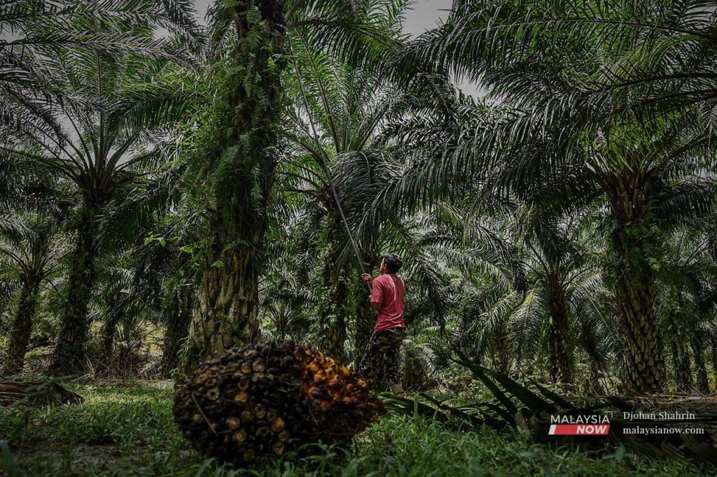 The world's top palm oil producer last week imposed an export ban on raw materials for cooking oil, including several products such as refined, bleached and deodorised palm olein, crude and refined palm oil, in an attempt to lower cooking oil prices.