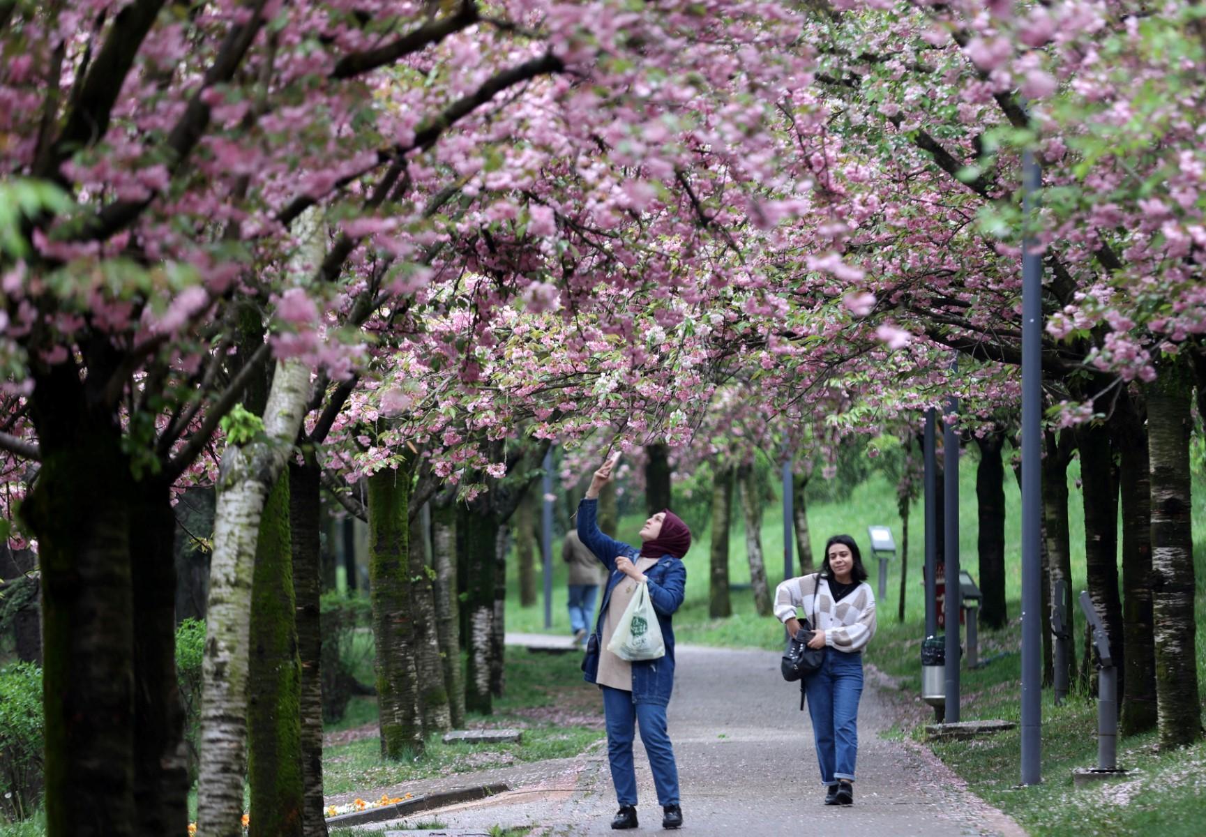 A woman uses her mobile phone to take a photo during a walk through the park to see the cherry blossom in Dikmen Valley in Ankara on May 4. Photo: AFP