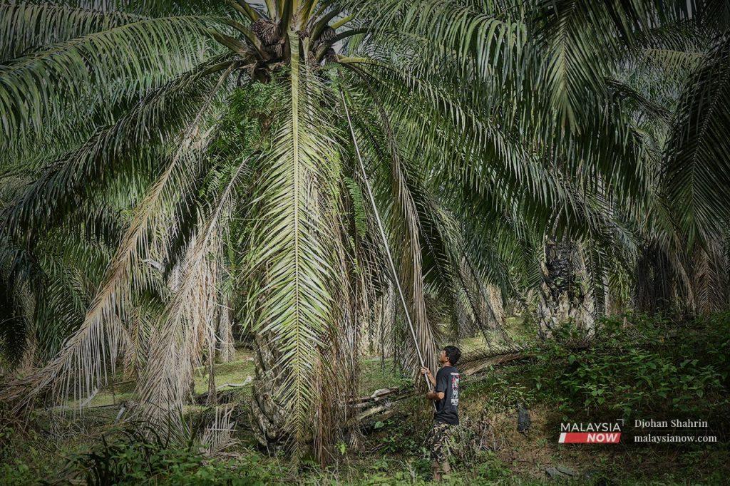 Malaysia and Indonesia together account for 85% of global palm oil output.
