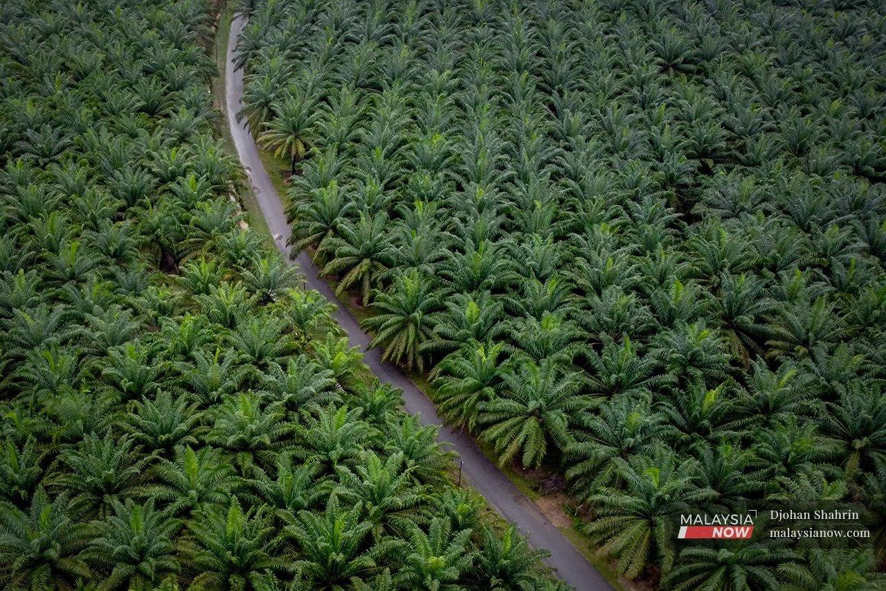 Indonesia dan Malaysia merupakan pengeluar minyak sawit terbesar di dunia.