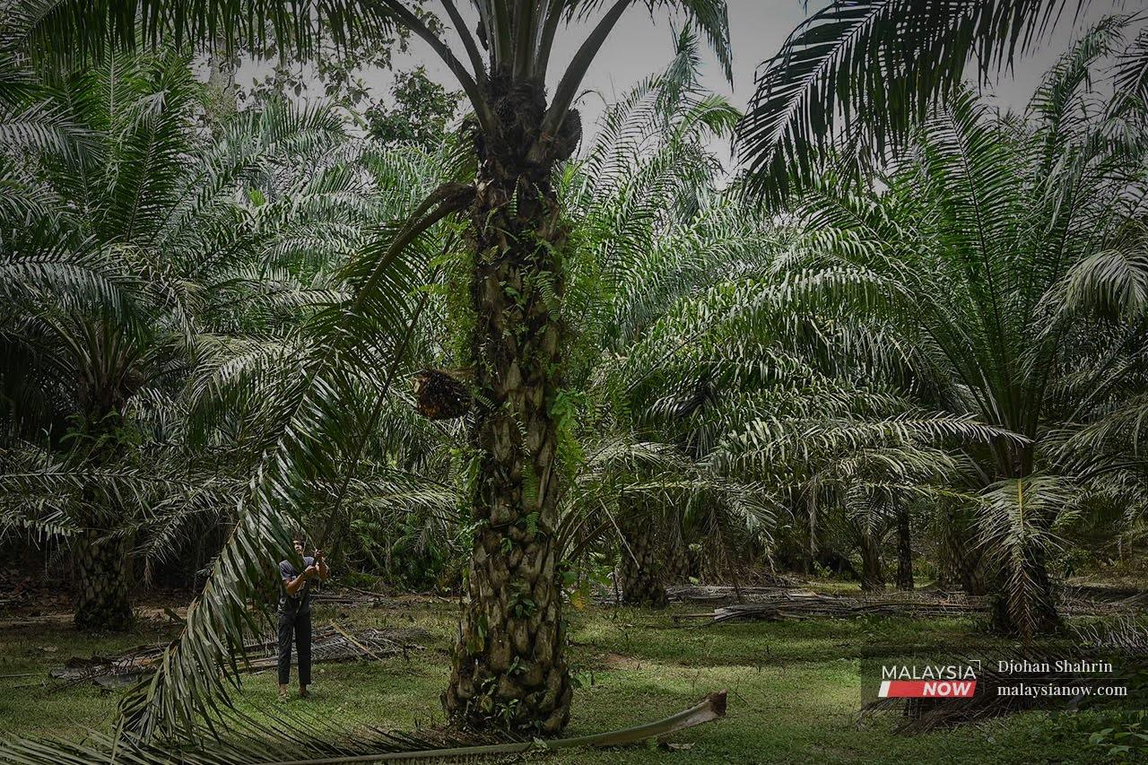 Smallholder farmer's group Apkasindo says since the announcement of the export ban the price of palm fruit has dropped 70% below the floor price set by regional authorities.