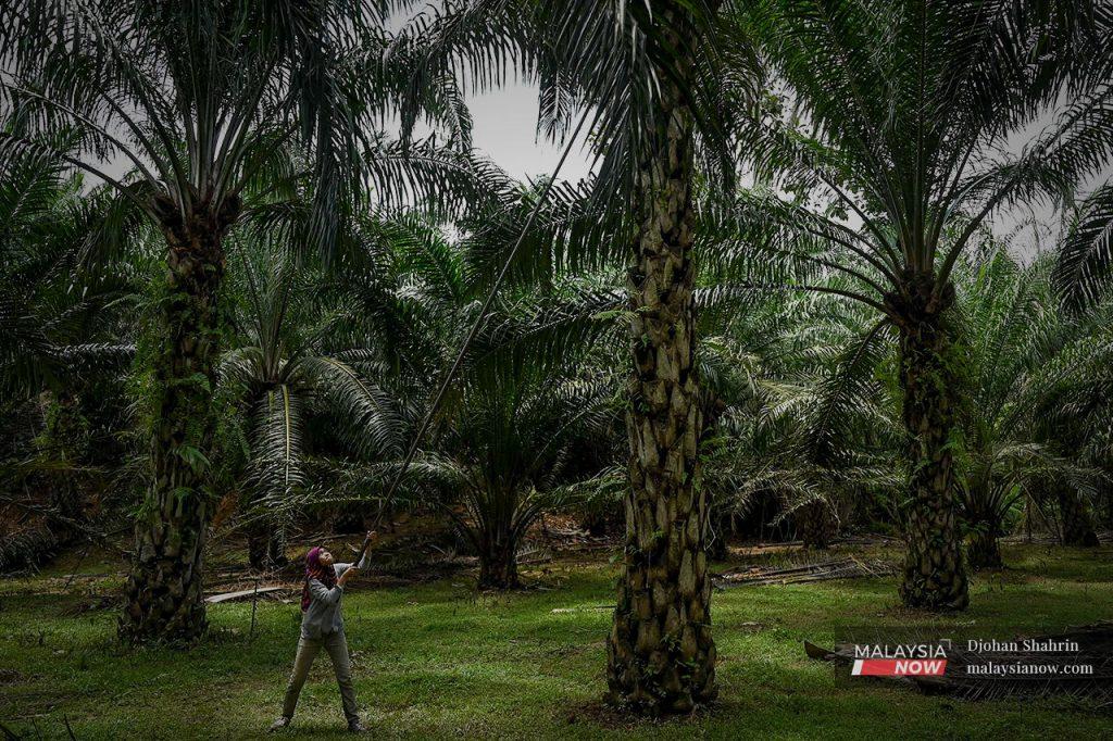 Jokowi, as the president is popularly known, said he expected cooking oil prices to ease toward the intended target and vowed authorities would closely monitor supply conditions.