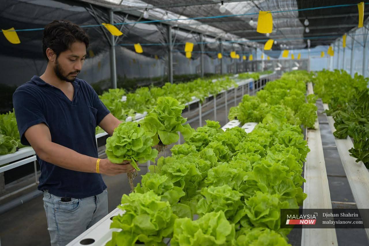 Emil Jihad checks on some of the vegetables at Fresh Growcer (Rooftop Farm @ 1Utama) in Petaling Jaya.