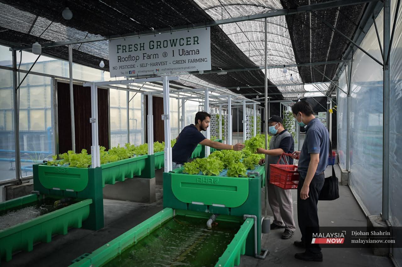 Pengasas Fresh Growcer, Emil Jihad (kiri) memberi penerangan ringkas kepada pelanggan ketika mereka memetik sendiri sayur-sayuran di kebun hidroponik One Utama, Damansara.