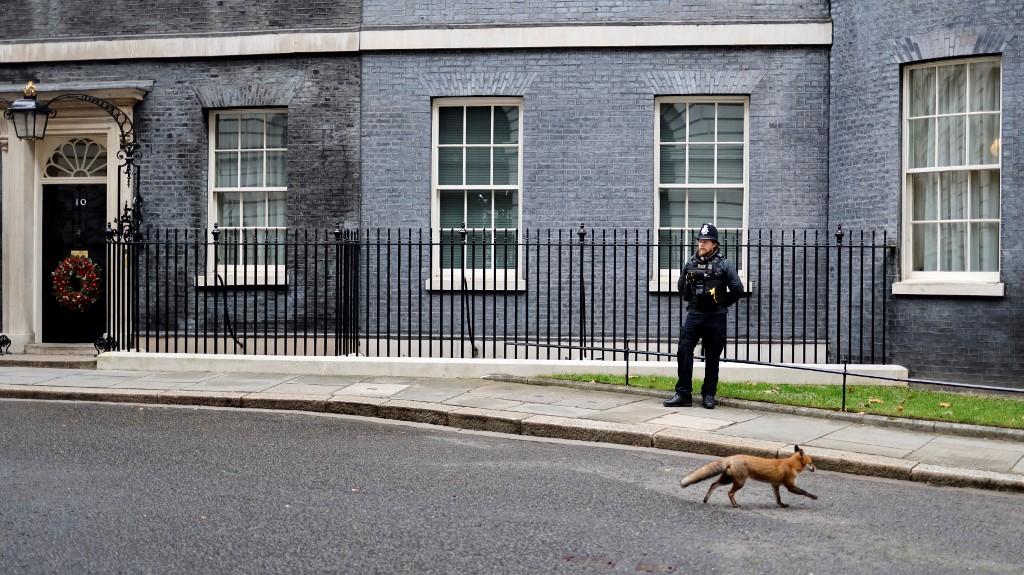 Seekor rubah melintas bangunan kediaman perdana menteri UK di Downing Street, London. Gambar: AFP