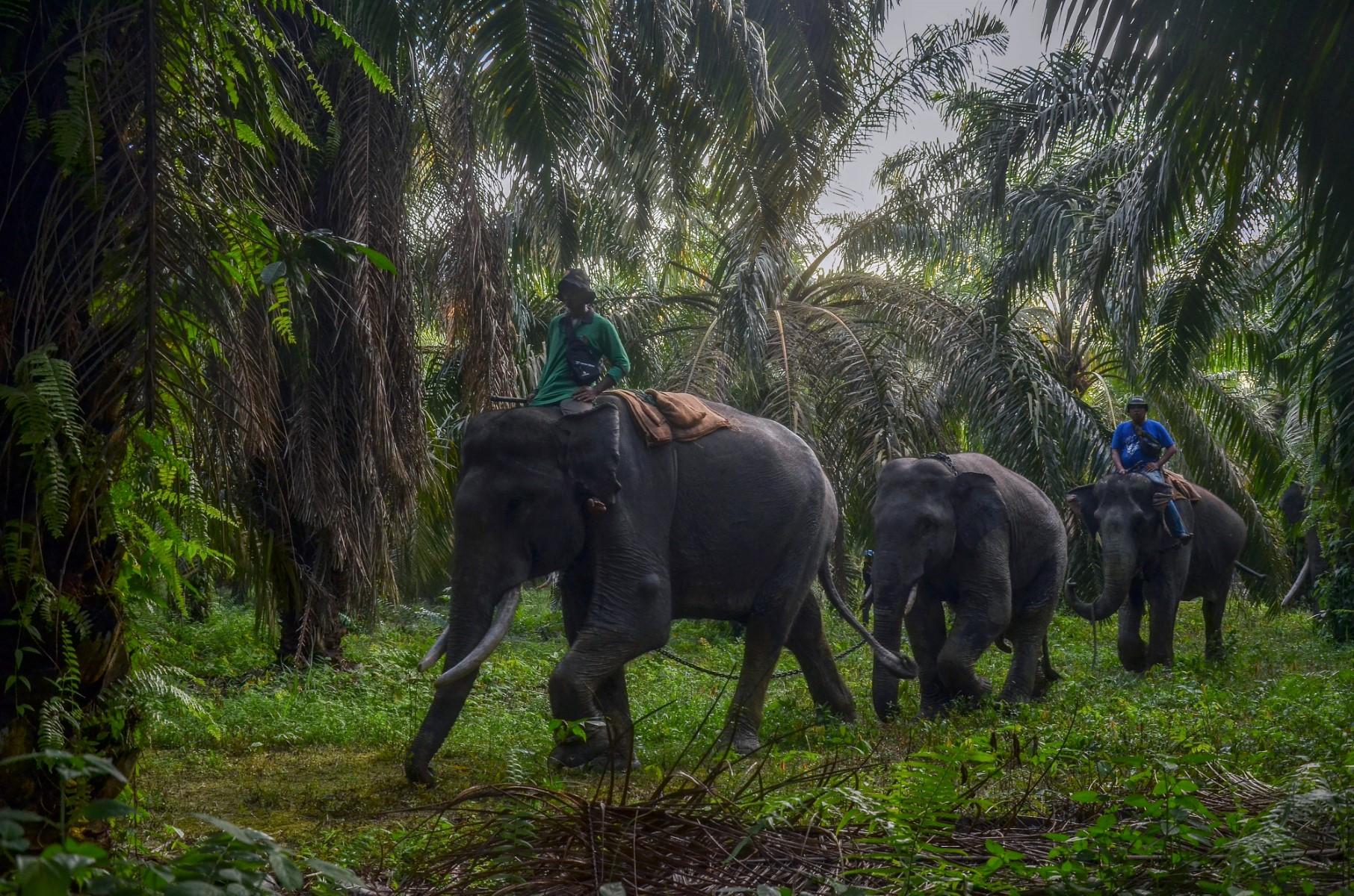 This picture taken on May 23, shows mahouts guiding a wild elephant after it lost its way at a farm at Teluk Sungkai village in Indragiri Hulu, Riau province. Photo: AFP