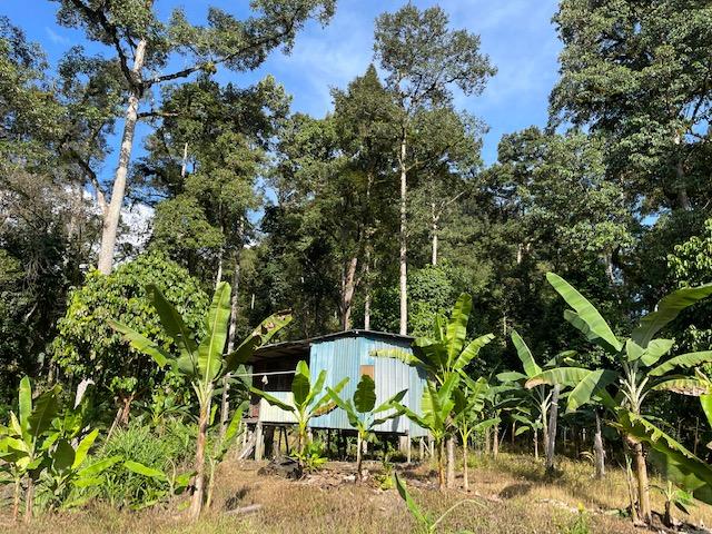 Banana trees stand around a small hut in Kampung Danu, Padawan in Sarawak. While villagers once relied mostly on padi crops, they have now shifted to cash crops like oil palm and bananas.