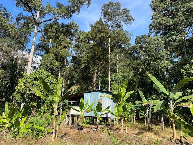 Tanaman pokok pisang di sekeliling pondok kecil di Kampung Danu, Padawan di Sarawak. Pada satu ketika petani di kampung itu bergantung dengan padi huma, namun kini mereka beralih kepada tanaman kelapa sawit dan pisang.