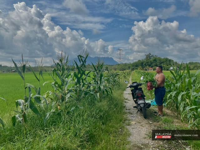 A farmer in Sarawak stands beside his motorcycle, gazing out at the fields stretching out before him.