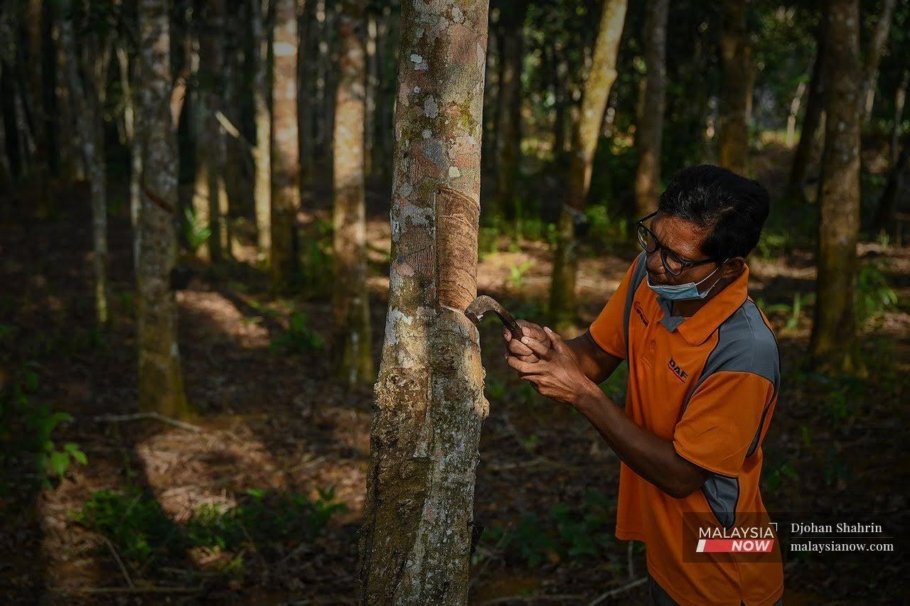 Seorang lelaki sedang menoreh getah di Kampung Melai, Tasik Chini, Pahang.