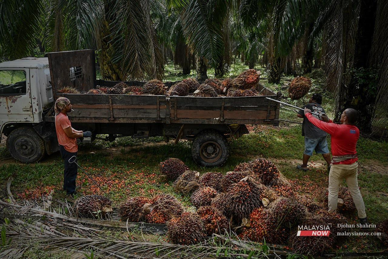 Felda residents load a lorry with oil palm fruits at the Felda Pasoh 4 settlement in Jelebu, Negeri Sembilan.