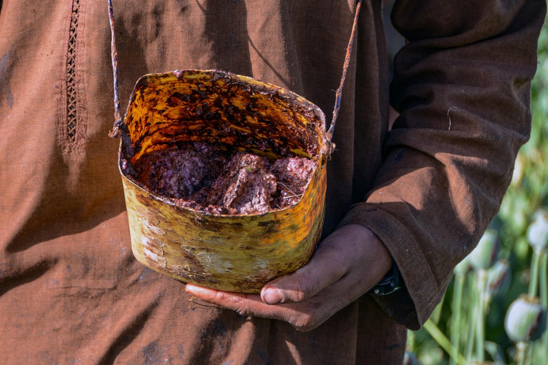 A worker holds a container as he collects poppy tears or raw form of Opium at a plantation of poppy field in Zhari district in Kandahar on March 28. Photo: AFP