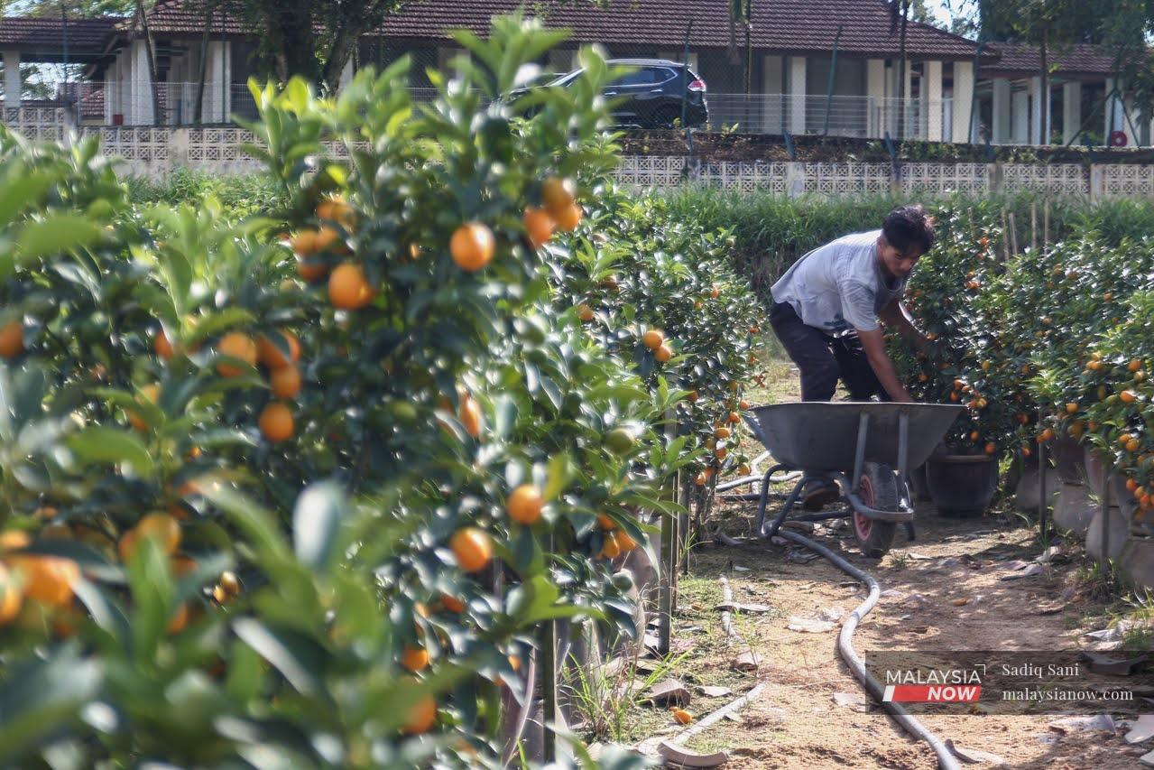 A worker tends to mandarin orange trees at an orchard in Sungai Buloh, Selangor.