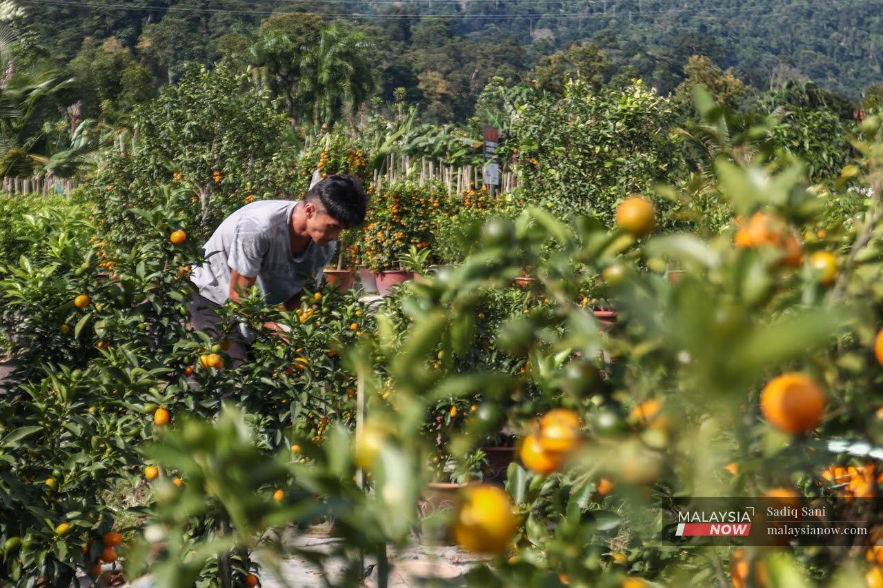 Seorang pekerja ladang limau meneliti tanaman sebelum memetik buah-buahan di Sungai Buloh, Selangor.